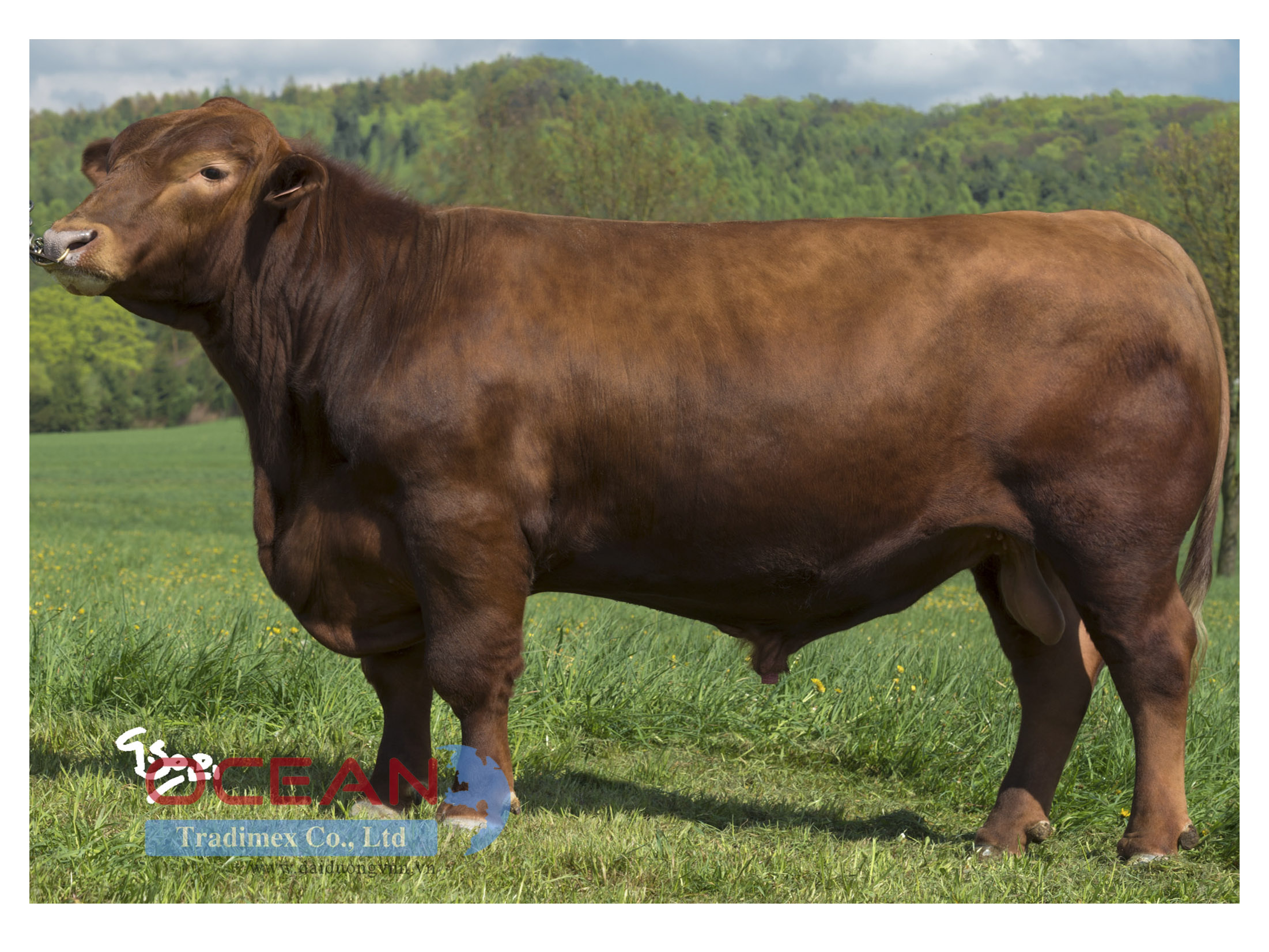 Tên đực giống: VIZIGOT RED ZDB